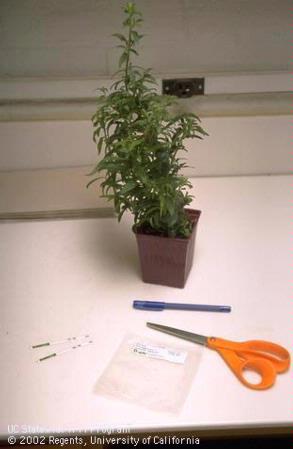 A potted snapdragon with ELISA strip test kit and tools for detecting impatiens necrotic spot virus and tomato spotted wilt tospoviruses.